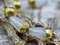 *8* 8x15mm Gold Tipped Milky White Picasso Faceted Drop Beads
